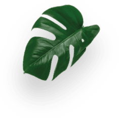Coconut Macchiato decoration Image